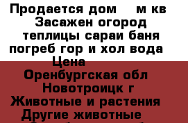 Продается дом 200м кв. Засажен огород теплицы сараи баня погреб гор и хол вода . › Цена ­ 11 111 - Оренбургская обл., Новотроицк г. Животные и растения » Другие животные   . Оренбургская обл.